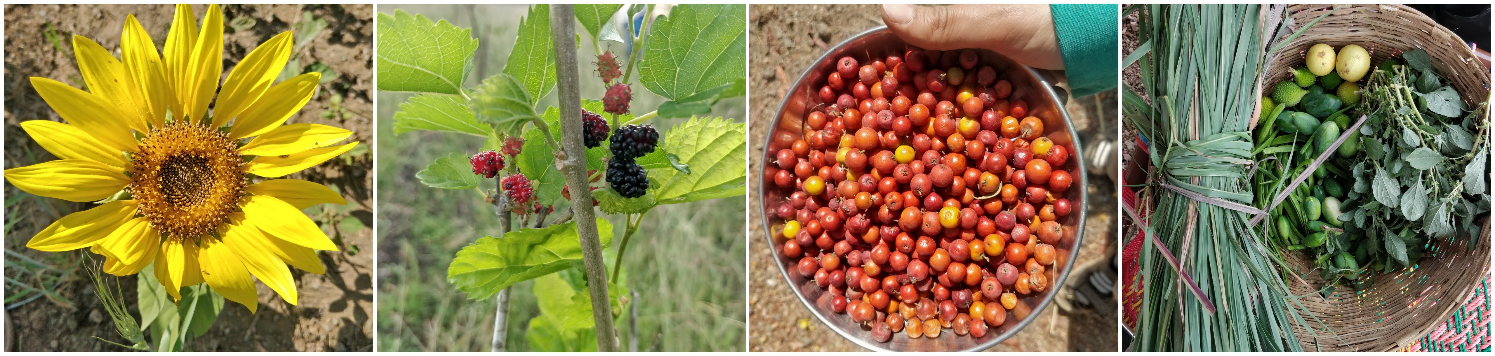 natural farm harvest of fruits, flowers, vegetables, and greens